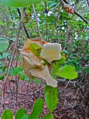 Exobasidium rhododendri