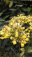 Kalanchoe densiflora