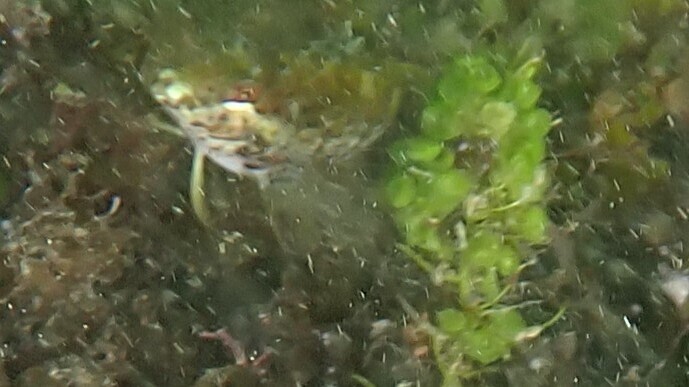 Noronha Scaly Blenny
