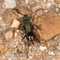 Polyrhachis hookeri