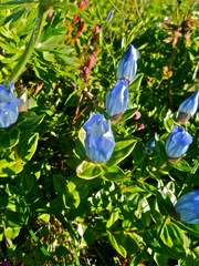 Gentiana platypetala