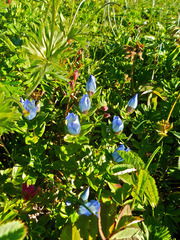 Gentiana platypetala