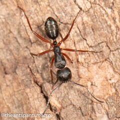 Camponotus hartogi