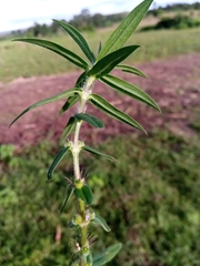 Hexasepalum teres image