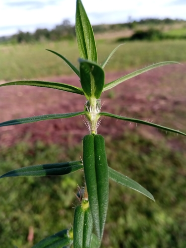 Hexasepalum teres image