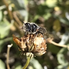 Hoplitis biscutellae