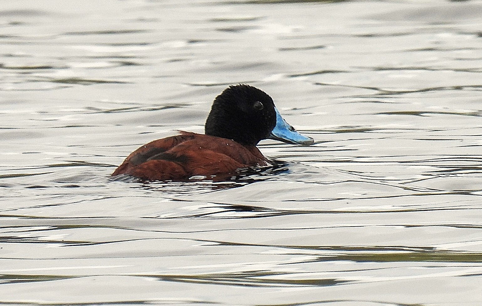 Maccoa Duck (Oxyura maccoa), photo 2