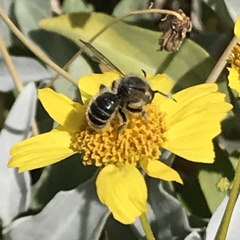 Hoplitis biscutellae