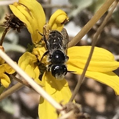 Hoplitis biscutellae