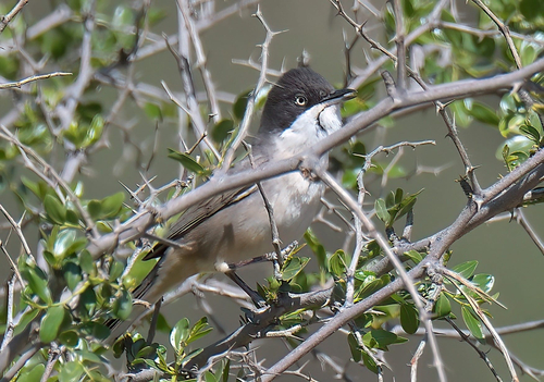 Western Orphean Warbler