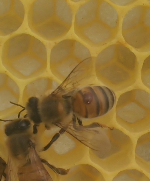 Varroa destructor Anderson & Trueman, 2000