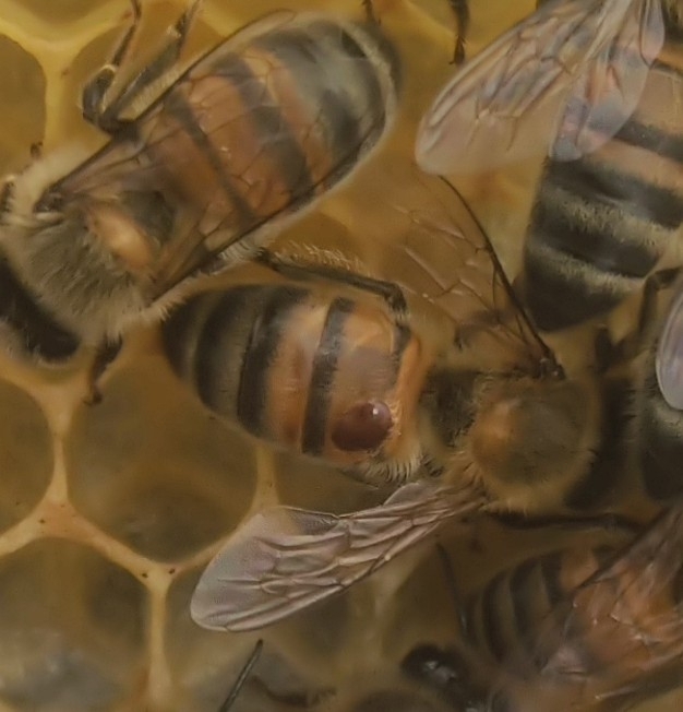 Varroa destructor Anderson & Trueman, 2000