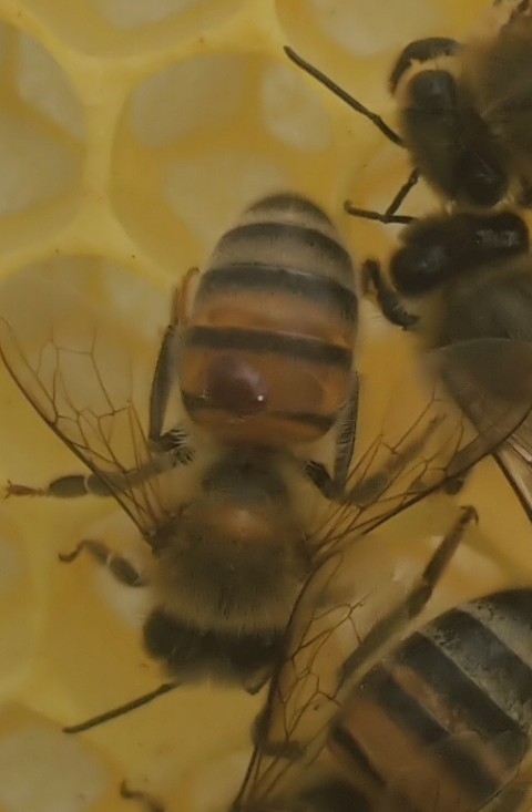 Varroa destructor Anderson & Trueman, 2000