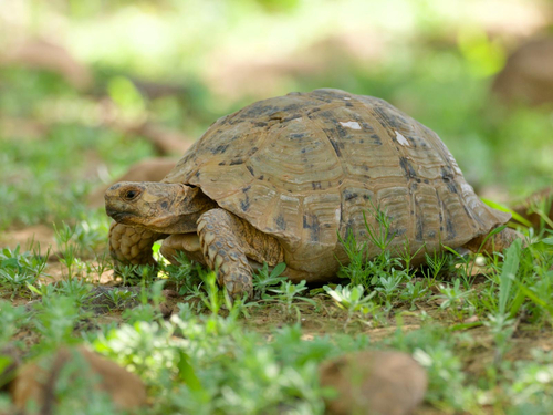 Greek Tortoise