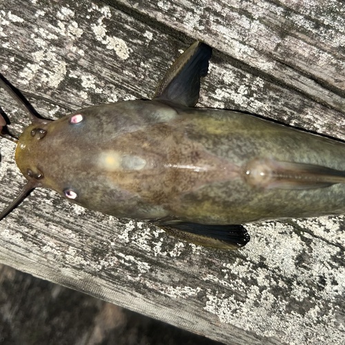 Embroidered sea catfish (Amphiarius phrygiatus) — Ariidae — 3