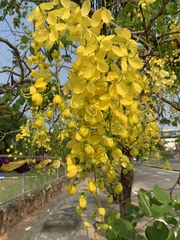 Cassia fistula