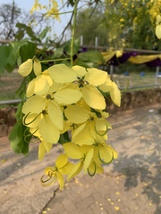 Cassia fistula