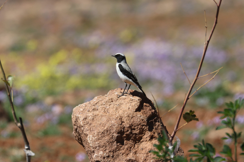 Seebohm's Wheatear