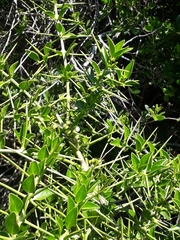 Azima tetracantha