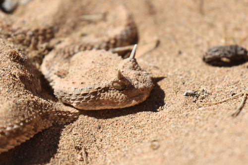 Desert Horned Viper