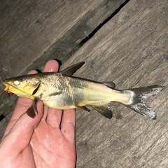 Yellow Sea Catfish photo 2