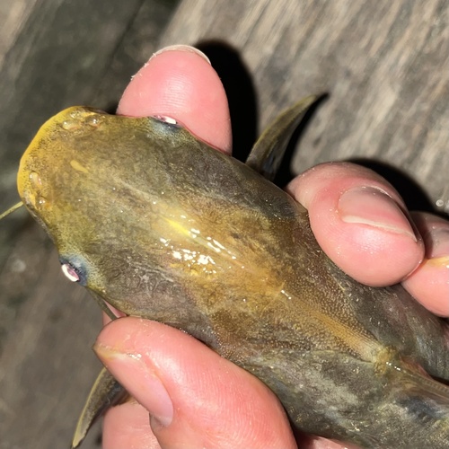 Sand sea catfish (Cathorops arenatus) — Ariidae — 4
