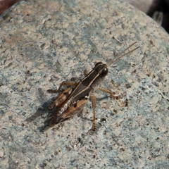 Phaulacridium vittatum