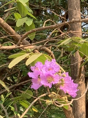 Lagerstroemia