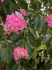 Lagerstroemia