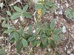 Rhododendron rubropilosum