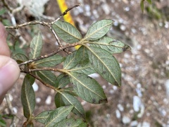 Rhododendron rubropilosum