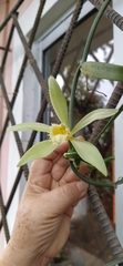 Vanilla odorata