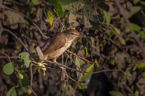 Clamorous Reed Warbler