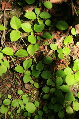 Hydrangea petiolaris