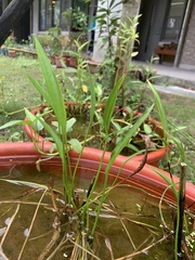 Alisma canaliculatum