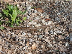 Elgaria multicarinata multicarinata