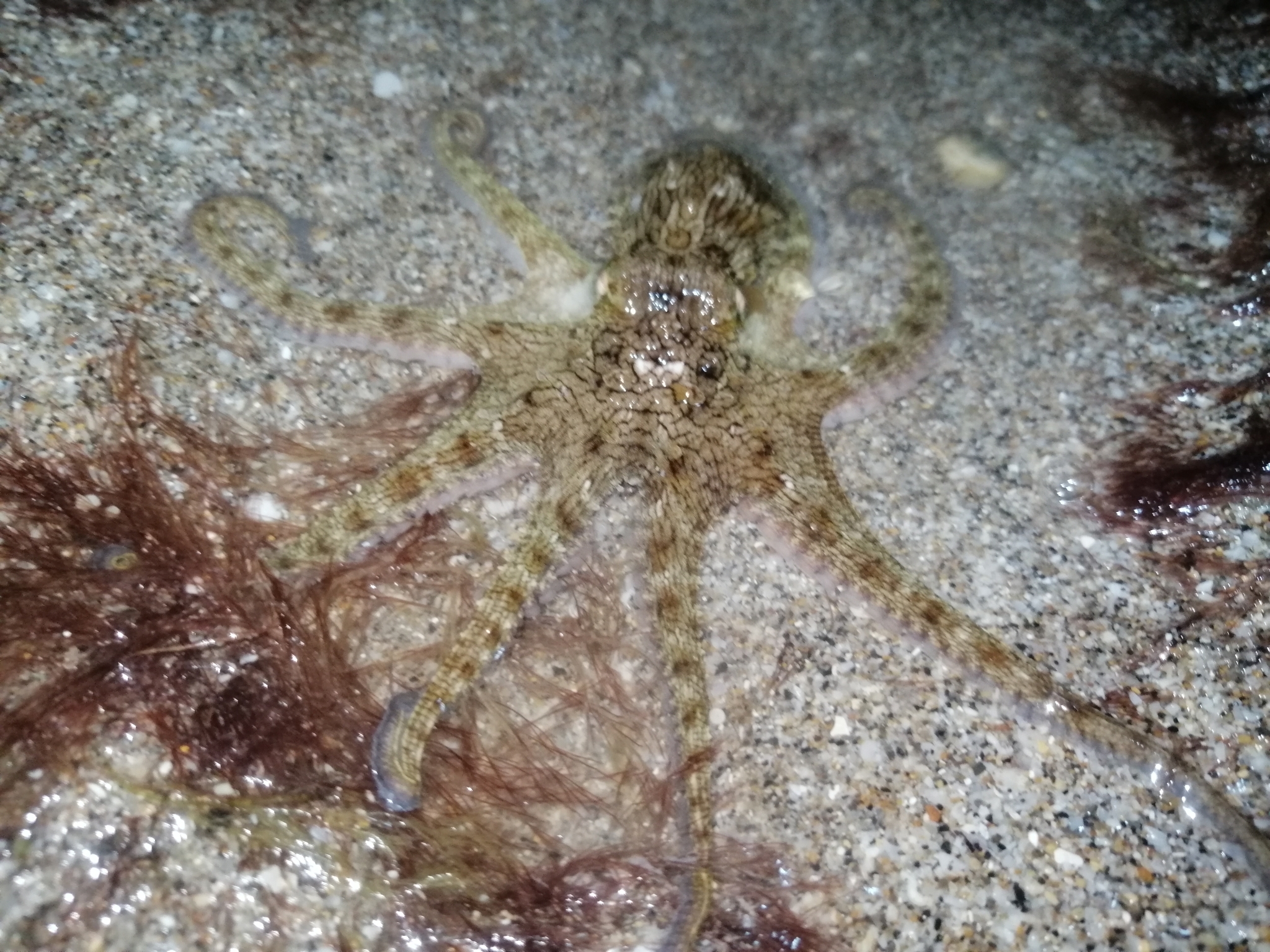 smallest octopus species