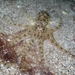 Atlantic Pygmy Octopus - Photo (c) Giovanni Leon, some rights reserved (CC BY-NC), uploaded by Giovanni Leon