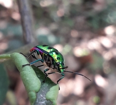 Chrysocoris