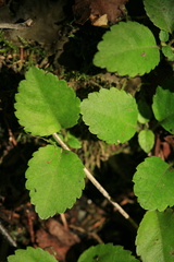 Hydrangea petiolaris