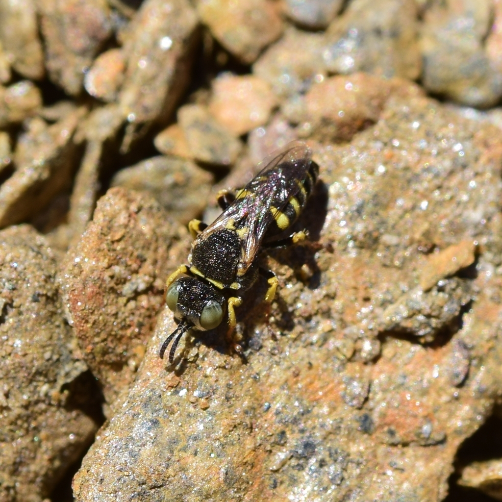 Oxybelus occitanicus