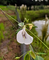 Clitoria falcata