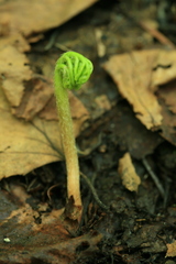 Sceptridium robustum