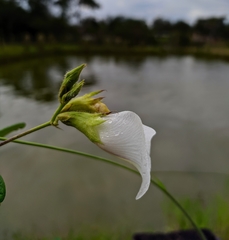 Clitoria falcata