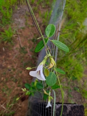 Clitoria falcata