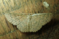 Cosymbiini