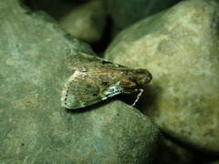 Image of Accinctapubes albifasciata