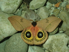 Automeris arianae