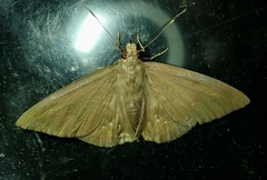 Nicephellus nicephorus