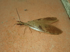 Corydalus flavicornis